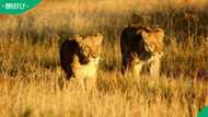 "Sounds like V12 engine": SA stunned as tourists walk straight into lion during Safari walk