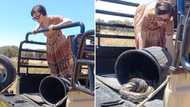 North West woman in dress and vellies releases massive python into the wild, stuns SA