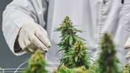 Labat lists on Frankfurt Stock Exchange, R300m in funding for cannabis company