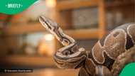 A video of a giant python crossing the road in the evening left South Africans terrified