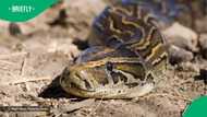 KZN RUSA rescues 2.5m snake in residential area while on search for stolen vehicle