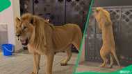 "He needs to go to the wild": Indoor lion tries opening the door after hearing sounds, SA saddened