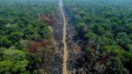Carrefour still sells beef tied to Brazil deforestation: NGO