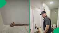 "It's happening too much now": Snake catcher called to remove puff adder in a mall, SA stunned
