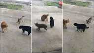 Hilarious viral video shows puppy tugging on 2 angry cats' tails