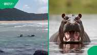 Two hippos spotted swimming in ocean waves near South Africa-Mozambique border
