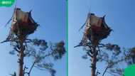 "1000 ways to die": SA in disbelief over man living in shack built on top of tree in TikTok video