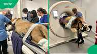 Lion undergoes CT scan at Onderstepoort veterinary hospital during rare teaching case