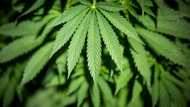 Cannabis investment platform hit with Spain lawsuit