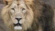 Big CAT scan: London Zoo treats lion with earache