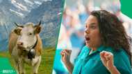 “Don’t run away like that, you are making it angry”: Enraged cow almost rams into passerby