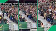 Viral Springbok fan’s celebration captures South Africa’s spirit