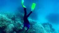 Great Barrier Reef sees fragile coral comeback