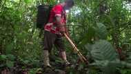 'Really hard' -- the life of an Amazon Brazil nut harvester