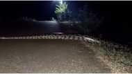 'Wild' video of gigantic python crossing road during strange hours at night causes stir; peeps react