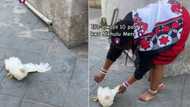 Sangoma initiate terrified of chicken in TikTok video, Mzansi amused as she struggles to touch live animal