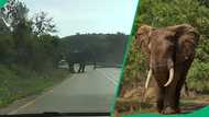 KZN elephant stands in the middle of the road, motorists scared: "I would've gotten out the car"