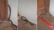 Nick Evans shares rescue of cheeky little black mamba in video at Escombe home: "Typical ma2000"