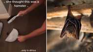 Local lady finds "cute hamster" on the ground, turns out to be bat, reaction leaves SA howling