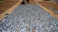 Aquaculture drives aquatic food yields to new high