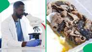 "Never eating mogodu again": Microscopic view of uncooked tripe leaves Mzansi stunned