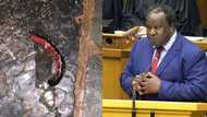 A bug's life: Mboweni accidentally kills shongololo, SA wants funeral