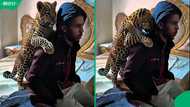 “Might not end well”: South African man raising leopard cub at home leaves SA concerned