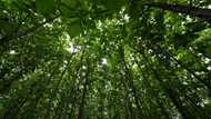 Nestle steps up reforestation project in Ivory Coast