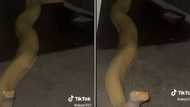 Video of Burmese python slithering out of TikTokker's bathroom has netizens saying "hell no"