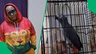 Woman's parrot speaks isiXhosa and swears at her in TikTok video, South Africa in awe