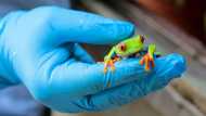 With great care, Yesenia Lacayo transfers a tiny frog from a leaf, where it was sleeping, to a plastic container with breathing holes, some water, and enough room to jump.