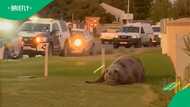 2 Gordon's Bay locals bolt away from elephant seal loose on streets in TikTok video