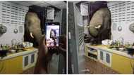 Huge Surprise as Elephant Breaks into Woman's Home in Search of Food, Social Media Reacts