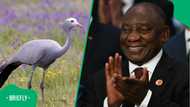 Cyril Ramaphosa gets up close with South Africa's Blue Crane at Sun City: "What a lovely bird"