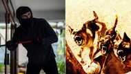 Thief bested by disco lights and 3 dogs on video, home owner's lit security system impresses peeps