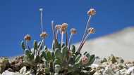 Flower or power? Campaigners fear lithium mine could kill rare plant