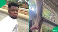 "It looks like a human": Snake's bloated belly sparks curiosity about its last meal, SA intrigued