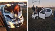 Stop horsing around! Shocked SA driver ends up with massive horse on front seat