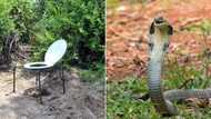 Dutch man meets his match: Private bits get zapped by Cobra, people of Mzansi left in stitches