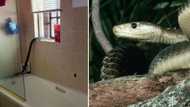 Durban couple gets surprise visit when black mamba crawls through their window