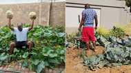 Tshwane man fined R1 500 for growing a vegetable garden on a verge