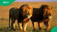 "Humans on foot have no hope": 2 Lions chasing vehicle impress South Africa with speed in TikTok video