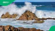 Mysterious sea creatures in Mossel Bay found clinging to driftwood in video