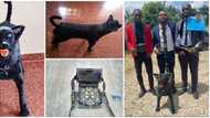 3 Talented students build remote controlled dog as final year project, photos go viral