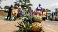 Del Monte guards in Kenya accused of beatings, rapes, killings