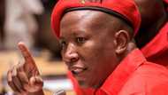 Malema claps back at newspaper calling him out over vaccine status: 'You can go and hang'