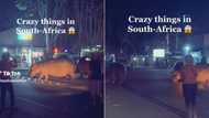 2 Hippos in St Lucia streets excite bystanders, South Africans horrified as many get close to giant mammals, "People standing so close are they mad?"