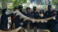 Malaysia seizes animal parts worth $18 mn