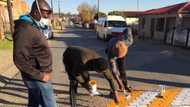 "We do it ourselves": Fed up locals paint speedbumps in neighbourhood