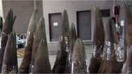 SARS intercepts R53 million worth of rhino horn bound for Malaysia